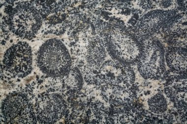 Yuvarlak lekeler ve lekeler ile gri bir taş arka plan veya doku. Doğal malzeme. Parlak yüzey.