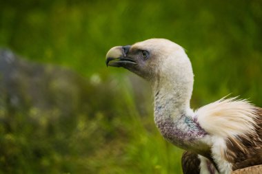 14.05.2019. Berlin, Almanya. Hayvanat Bahçesi Tiagarden. Kartal oturur ve etrafında yeşiller arasında neler olduğunu gözlemler. Büyük vahşi kuş. Doğa.