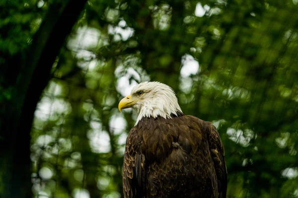 2019 Berlin Germany Zoo Tiagarden Eagle Sits Observes What Occurs — Stock Photo, Image
