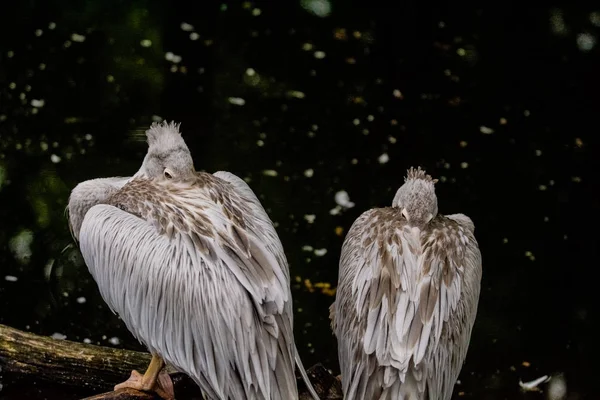 2019 Berlim Alemanha Zoo Tiagarden Pacote Pelicanos Sentar Perto Uma — Fotografia de Stock