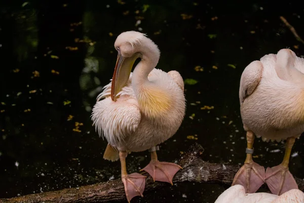 2019 Berlin Germany Zoo Tiagarden Pack Pelicans Sit Pond Dry — Stock Photo, Image