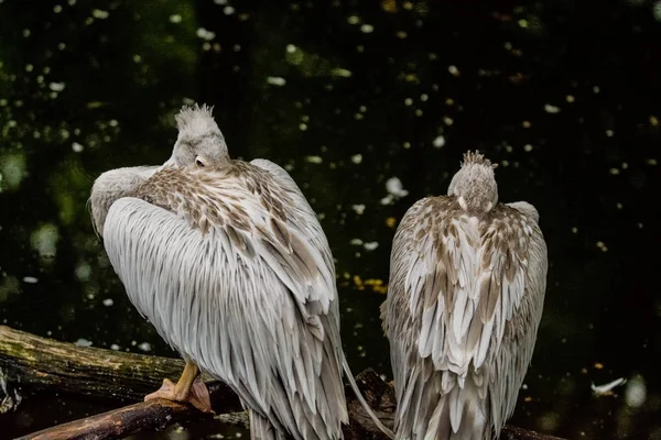 2019 Berlim Alemanha Zoo Tiagarden Pacote Pelicanos Sentar Perto Uma — Fotografia de Stock