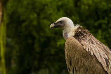 14.05.2019. Berlin, Almanya. Hayvanat Bahçesi Tiagarden. Kartal oturur ve etrafında yeşiller arasında neler olduğunu gözlemler. Büyük vahşi kuş. Doğa.
