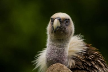 14.05.2019. Berlin, Almanya. Hayvanat Bahçesi Tiagarden. Kartal oturur ve etrafında yeşiller arasında neler olduğunu gözlemler. Büyük vahşi kuş. Doğa.