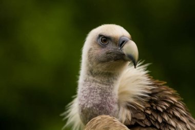 14.05.2019. Berlin, Almanya. Hayvanat Bahçesi Tiagarden. Kartal oturur ve etrafında yeşiller arasında neler olduğunu gözlemler. Büyük vahşi kuş. Doğa.