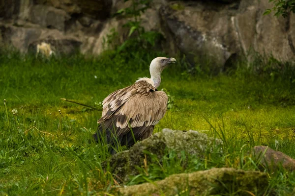2019 Berlim Alemanha Zoo Tiagarden Águia Senta Observa Que Ocorre — Fotografia de Stock