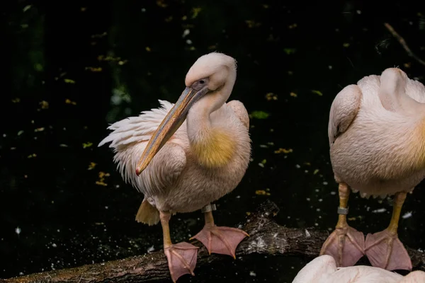 2019 Berlin Germany Zoo Tiagarden Pack Pelicans Sit Pond Dry — Stock Photo, Image