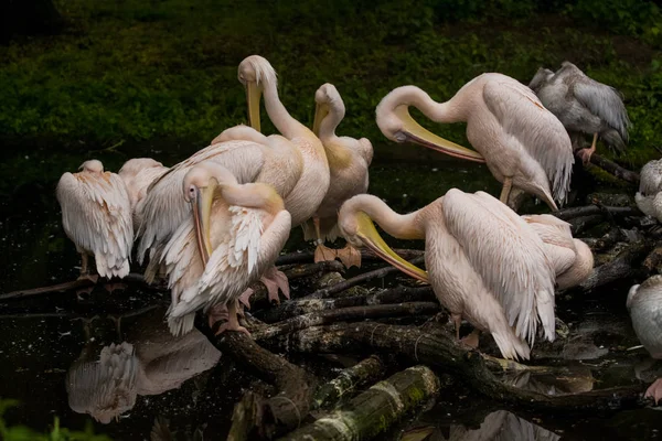 2019 Berlin Germany Zoo Tiagarden Pack Pelicans Sit Pond Dry — Stock Photo, Image