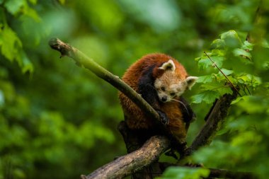 14.05.2019. Berlin, Almanya. Hayvanat Bahçesi Tiagarden. Küçük kırmızı panda dal yalar oturur ve yeşillikler arasında bambu yiyor. Nadir ve sevimli hayvanlar.