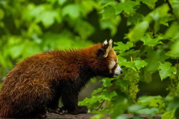 2019 Berlin Deutschland Tiagarden Der Kleine Rote Panda Sitzt Auf — Stockfoto