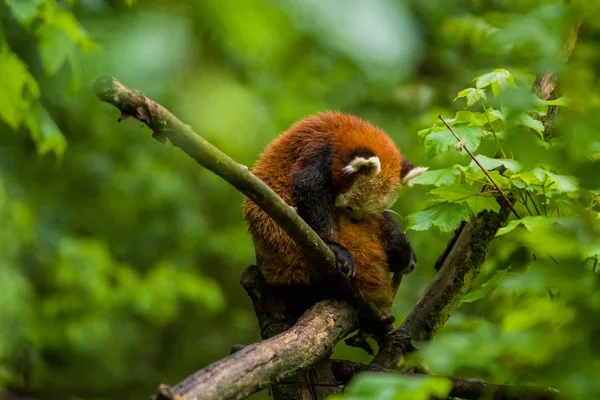 2019 Berlin Allemagne Zoo Tiagarden Petit Panda Rouge Est Assis — Photo