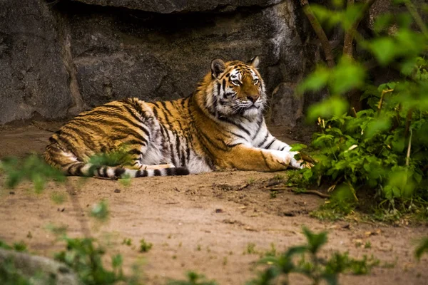 2019 Berlin Germany Zoo Tiagarden Big Adult Tiger Greens Wild — Stock Photo, Image