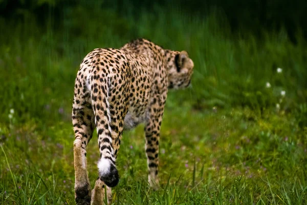 2019 Berlim Alemanha Zoo Tiagarden Animais Selvagens Gatos Leopardo Adulto — Fotografia de Stock