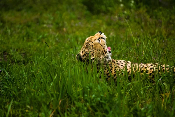 2019 Berlim Alemanha Zoo Tiagarden Animais Selvagens Gatos Leopardo Adulto — Fotografia de Stock