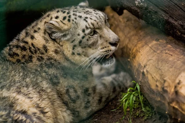 2019 德国柏林 动物园提亚花园 雪豹位于绿色和咆哮之间 野猫和动物 — 图库照片