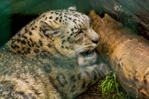 2019 Berlin Germany Zoo Tiagarden Snow Leopard Lies Greens Growls — Stock Photo, Image