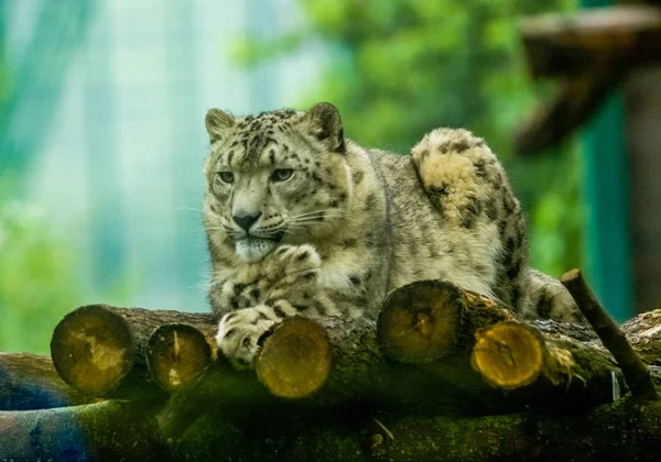 2019 Berlin Németország Állatkert Tiagarden Havazik Leopárd Fekszik Között Zöld — Stock Fotó
