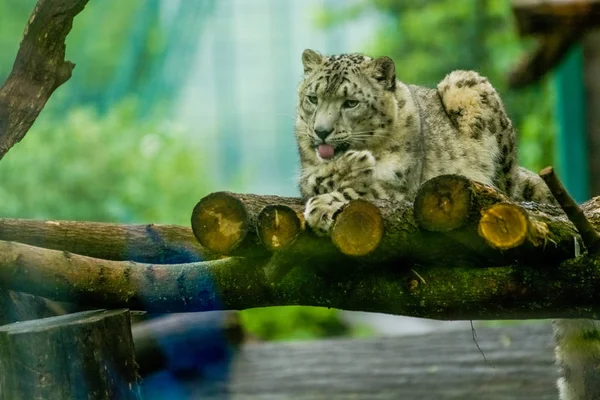 2019 Берлін Німеччина Зоопарк Тіагільден Snow Leopard Лежить Дереві Серед — стокове фото