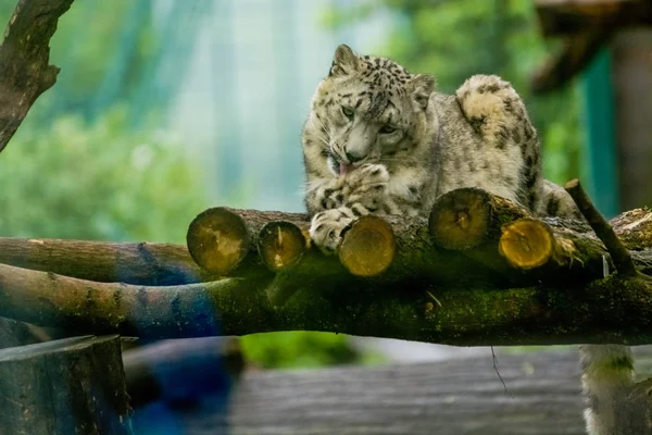 2019 Berlin Germany Zoo Tiagarden Snow Leopard Lies Wood Greens — Stock Photo, Image