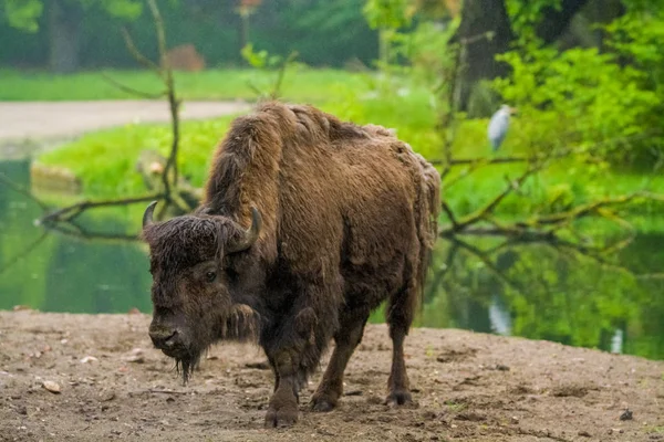 2019 Berlin Allemagne Zoo Tiagarden Les Grands Buffles Traversent Territoire — Photo