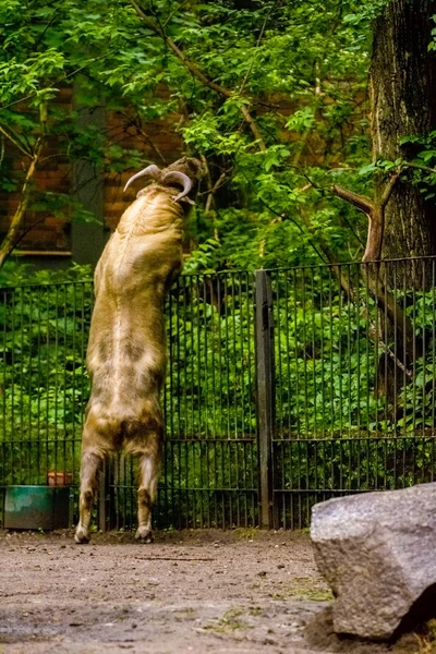 2019 Berlin Allemagne Zoo Tiagarden Les Grands Buffles Traversent Territoire — Photo