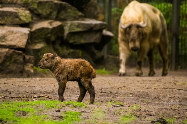 2019 Berlim Alemanha Zoo Tiagarden Pequena Criança Búfalo Atravessa Território — Fotografia de Stock