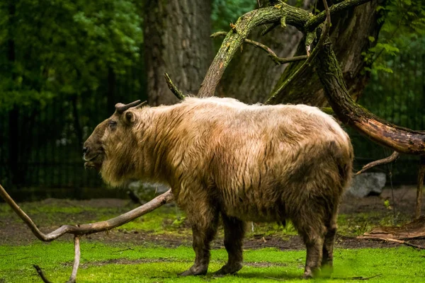 2019 Berlin Allemagne Zoo Tiagarden Les Grands Buffles Traversent Territoire — Photo