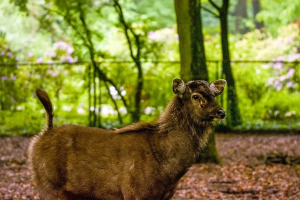 2019 Berlin Allemagne Zoo Tiagarden Des Cerfs Sauvages Des Petits — Photo