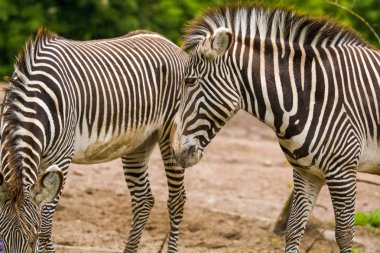 16.05.2019. Berlin, Almanya. Hayvanat bahçesi Tiagarden bir zebra ailesi yürüyor. Vahşi hayvanlar, atlar. Bir ot yiyin.