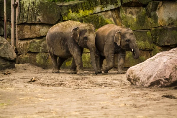 2019 Berlín Alemania Zoo Tiagarden Familia Elefantes Camina Por Territorio — Foto de Stock