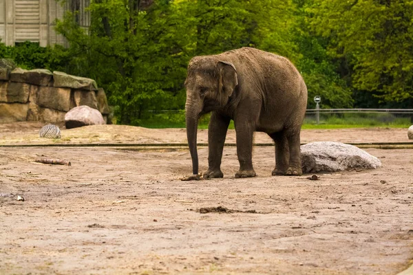 2019 Berlín Alemania Zoo Tiagarden Familia Elefantes Camina Por Territorio — Foto de Stock