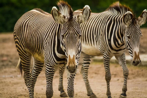2019 Berlin Niemcy Zoo Tiagarden Rodzina Zebra Spacery Dzikie Zwierzęta — Zdjęcie stockowe