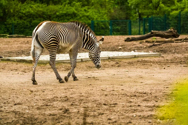 2019 Berlino Germania Nello Zoo Tiagarden Famiglia Una Zebra Cammina — Foto Stock