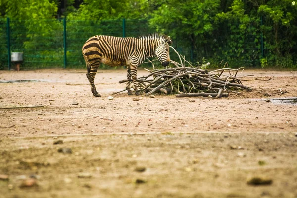 2019 Berlin Niemcy Zoo Tiagarden Rodzina Zebra Spacery Dzikie Zwierzęta — Zdjęcie stockowe