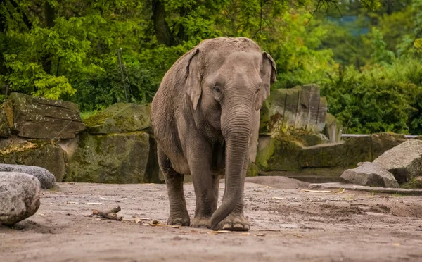 2019 Berlín Alemania Zoo Tiagarden Familia Elefantes Camina Por Territorio — Foto de Stock