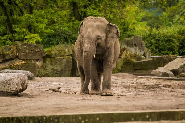 2019 Berlín Alemania Zoo Tiagarden Familia Elefantes Camina Por Territorio — Foto de Stock