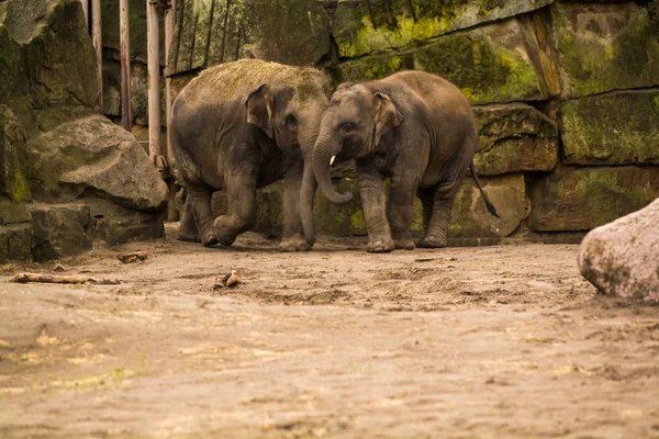 2019 Berlín Alemania Zoo Tiagarden Familia Elefantes Camina Por Territorio — Foto de Stock