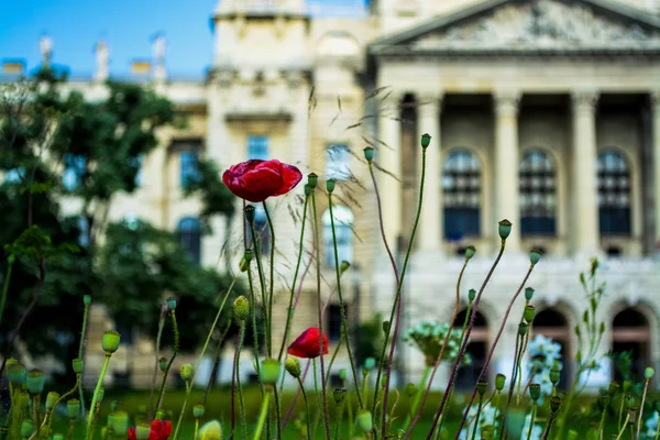 2019 ハンガリー ブダペスト 歴史的な光景 ダウンタウンの議会 アーキテクチャ ポピーと緑のグレード — ストック写真