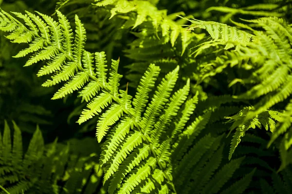 Fundo Textura Folhas Grandes Samambaia Verde Vigas Sol Meio Madeira — Fotografia de Stock