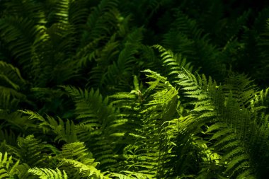 Ahşap ortasında güneşin kirişler yeşil eğrelme büyük yaprakları arka plan veya doku.