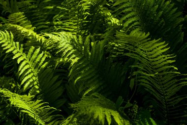 Ahşap ortasında güneşin kirişler yeşil eğrelme büyük yaprakları arka plan veya doku.