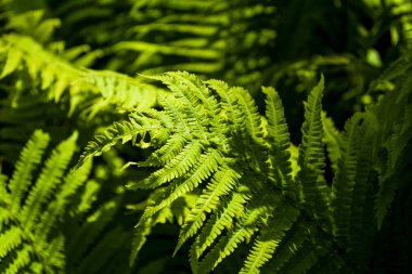 Ahşap ortasında güneşin kirişler yeşil eğrelme büyük yaprakları arka plan veya doku.