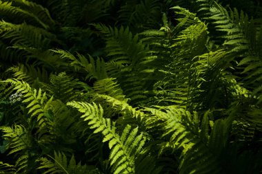 Ahşap ortasında güneşin kirişler yeşil eğrelme büyük yaprakları arka plan veya doku.