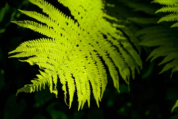 Fundo Textura Folhas Grandes Samambaia Verde Vigas Sol Meio Madeira — Fotografia de Stock