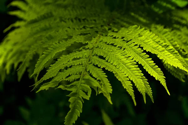 Background or texture from big leaves of green fern in beams of the sun in middle the wood.