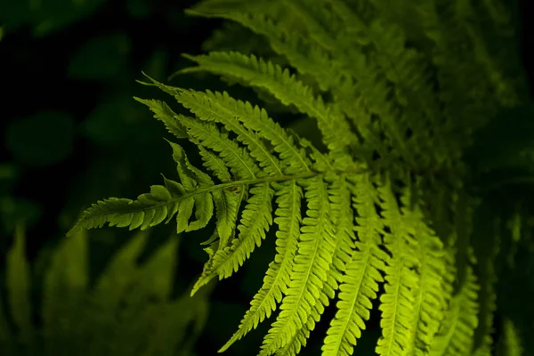 Background Texture Big Leaves Green Fern Beams Sun Middle Wood — Stock Photo, Image