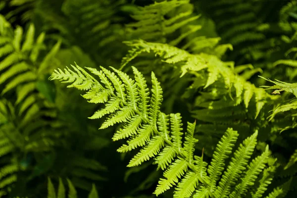 Background Texture Big Leaves Green Fern Beams Sun Middle Wood — Stock Photo, Image