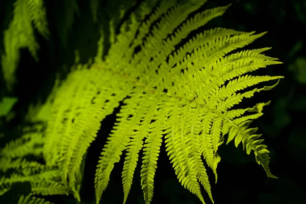 Fundo Textura Folhas Grandes Samambaia Verde Vigas Sol Meio Madeira — Fotografia de Stock