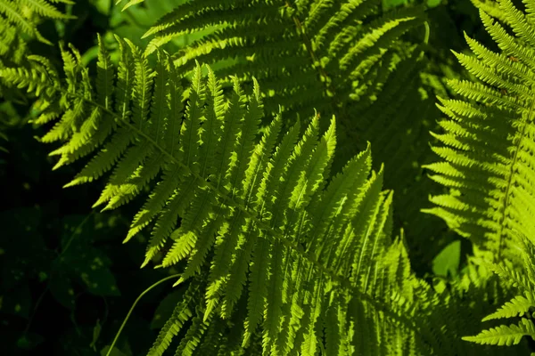 Fundo Textura Folhas Grandes Samambaia Verde Vigas Sol Meio Madeira — Fotografia de Stock