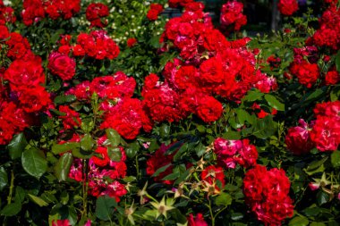 Kırmızı güller çalılar ile büyük güzel yeşil bahçe. Çiçek açan yaz sezonu.